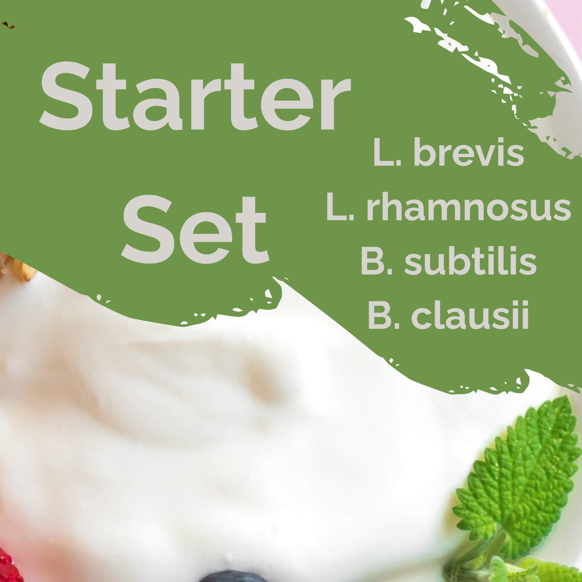 Starter Set "Spore Gut" | L. brevis, L. rhamnosus, B. subtilis, B. clausii Yogurt